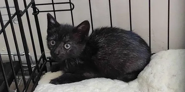 Znaleziono kota, Toruń, 22 lipca 2024