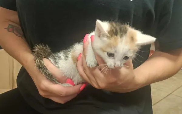 Znaleziono kota, Toruń, 22 lipca 2024