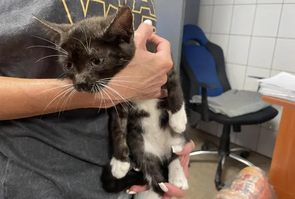 Znaleziono kota, Toruń, 20 lipca 2024