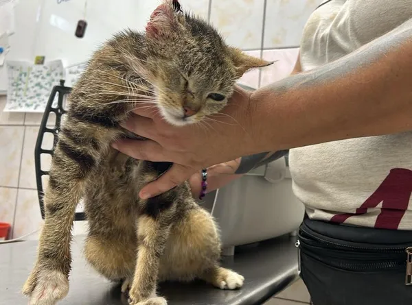 Znaleziono kota, Toruń, 19 lipca 2024