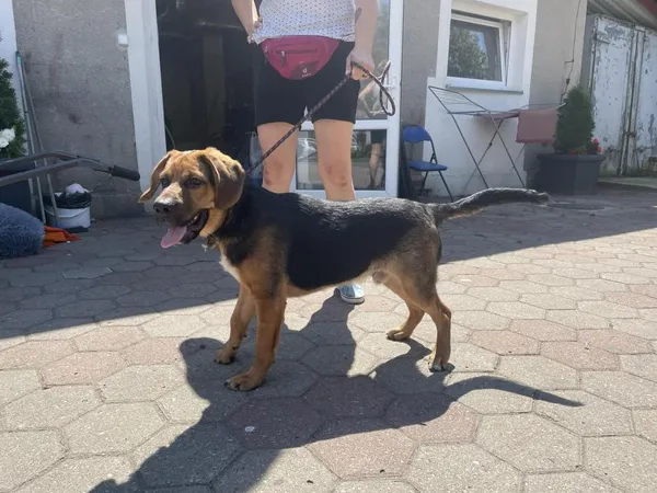 Znaleziono psa, Toruń, 19 lipca 2024