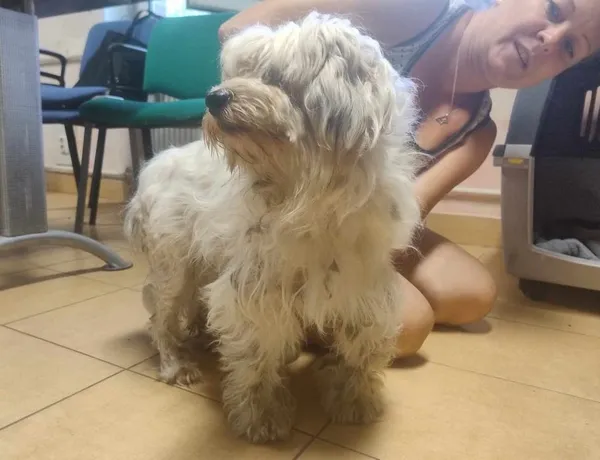 Znaleziono psa, Toruń, 18 lipca 2024