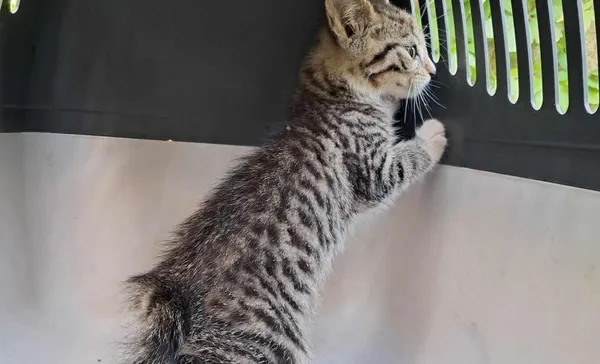 Znaleziono kota, Toruń, 18 lipca 2024