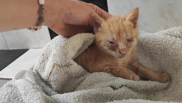 Znaleziono kota, Toruń, 18 lipca 2024