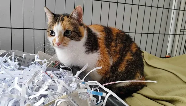 Znaleziono kota, Toruń, 18 lipca 2024