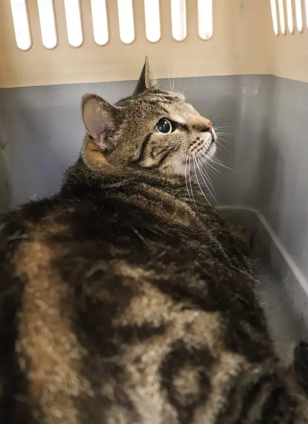 Znaleziono kota, Łódź, 24 lipca 2024 (1/2)