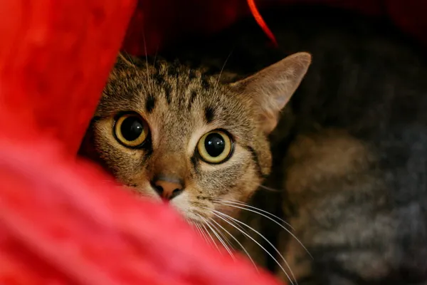 Kot do adopcji, Wałbrzych, 4 lipca 2024