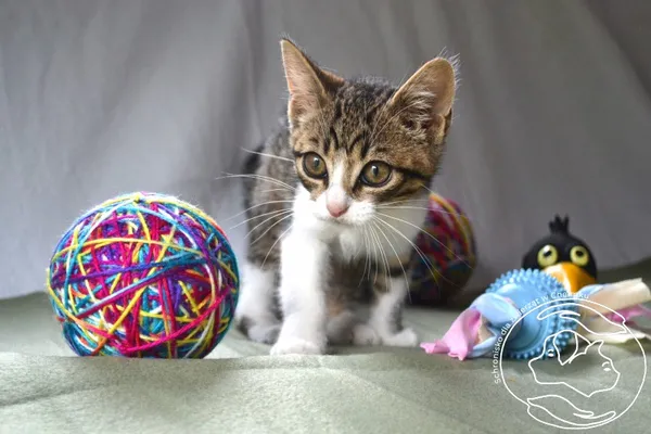 Kot do adopcji, Chełmek, 3 lipca 2024