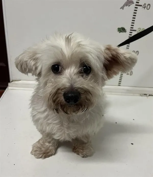 Pies do adopcji, Bytom, 24 lipca 2024 (1/2)