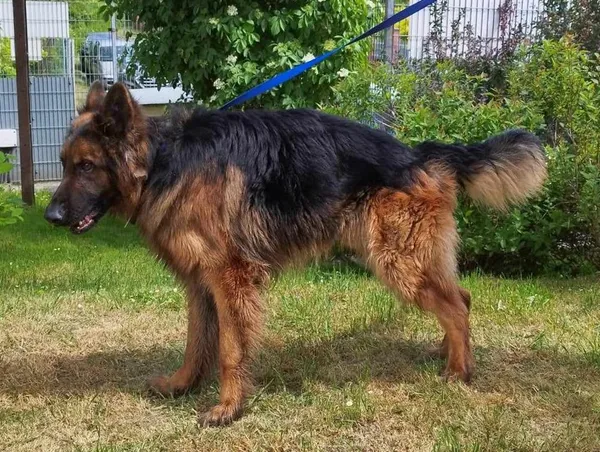 Pies do adopcji, Bytom, 24 lipca 2024 (2/2)