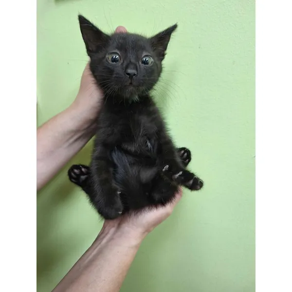 Znaleziono kota, Białystok, 23 lipca 2024