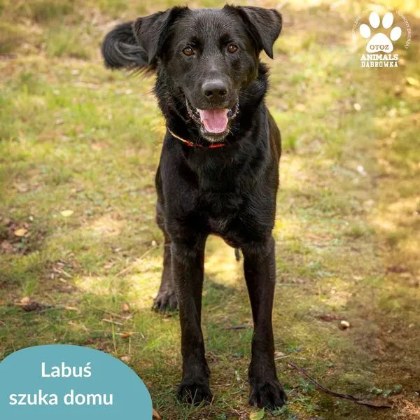 Pies do adopcji, Dąbrówka, 24 lipca 2024 (2/5)