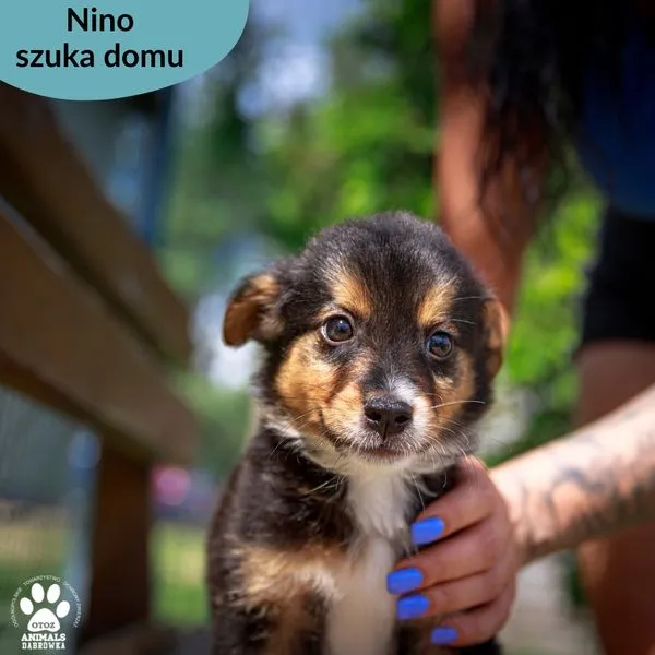 Pies do adopcji, Dąbrówka, 24 lipca 2024 (1/5)