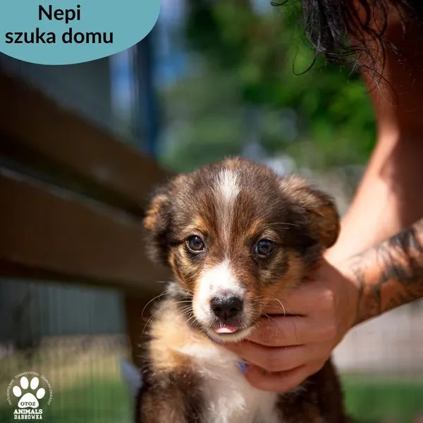 Pies do adopcji, Dąbrówka, 24 lipca 2024 (3/5)