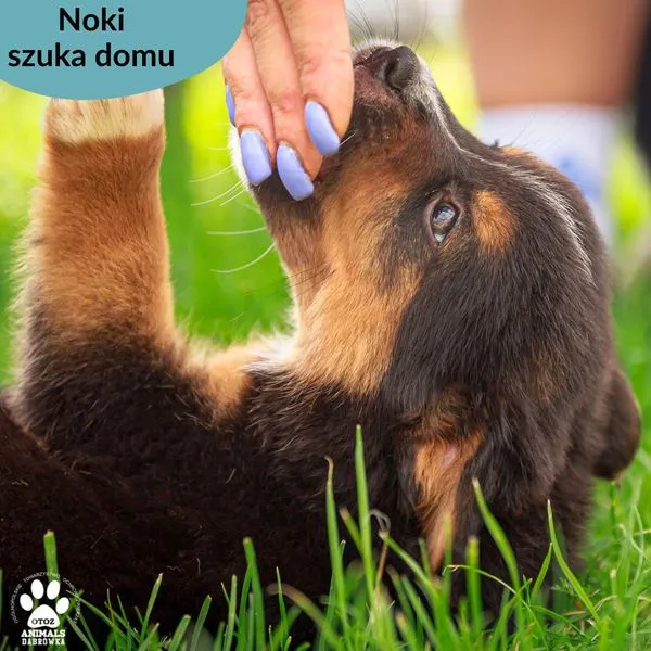 Pies do adopcji, Dąbrówka, 24 lipca 2024 (4/5)