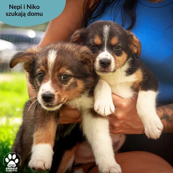 Pies do adopcji, Dąbrówka, 24 lipca 2024 (5/5)