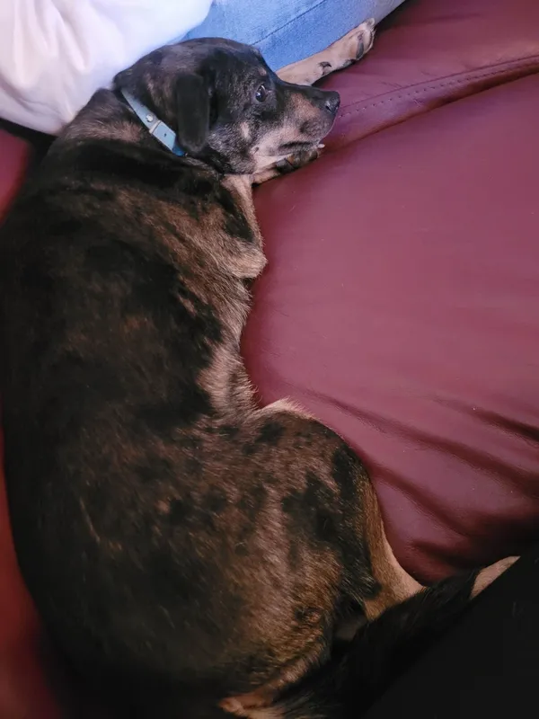 Zaginął pies, Łódź, 24 lipca 2024