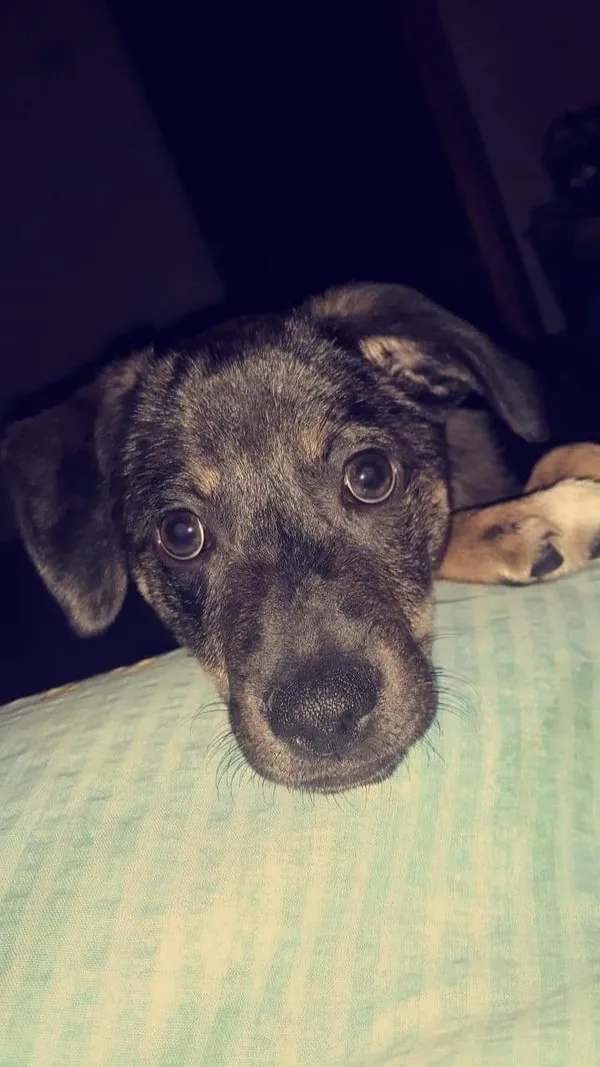 Zaginął pies, Łódź, 24 lipca 2024