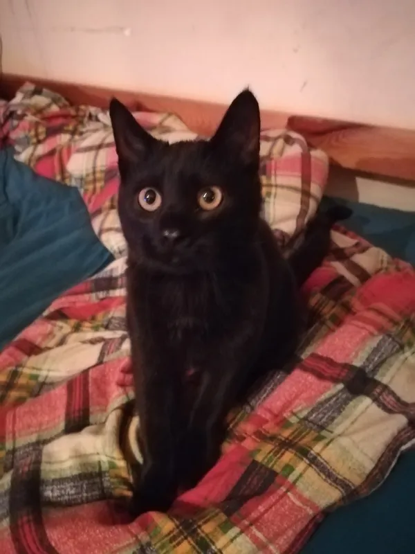 Zaginął kot, Łódź, 24 lipca 2024