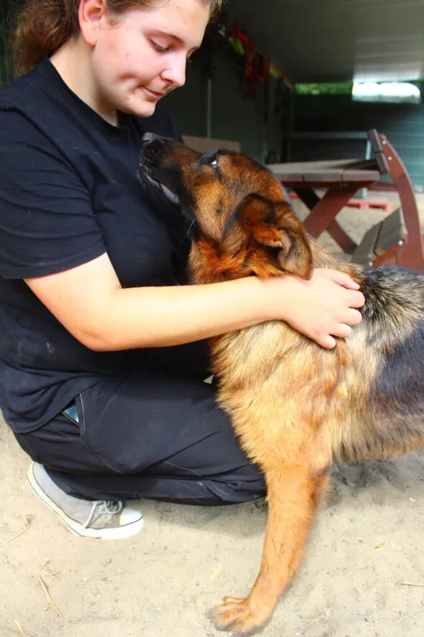 Pies do adopcji, Przyborówko, 24 lipca 2024 (2/3)