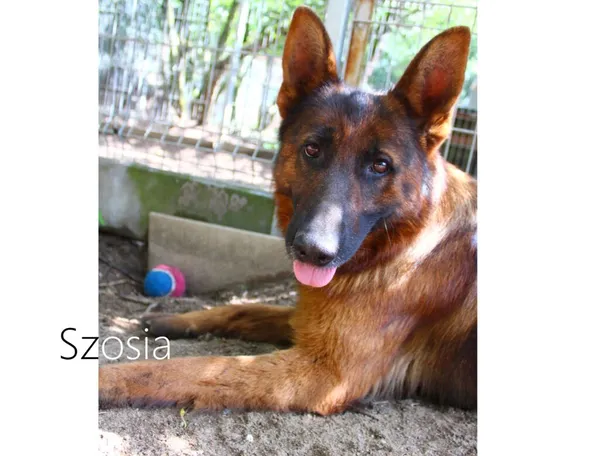 Pies do adopcji, Przyborówko, 24 lipca 2024 (3/3)