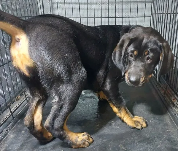 Znaleziono psa, Radom, 24 lipca 2024