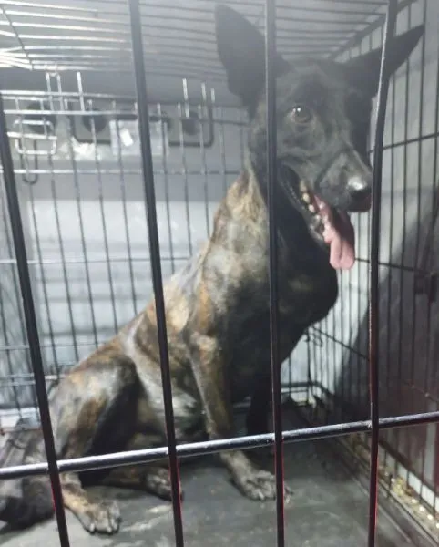 Znaleziono psa, Radom, 24 lipca 2024