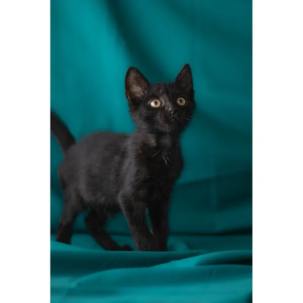 Znaleziono kota, Białystok, 8 lipca 2024 (1/5)