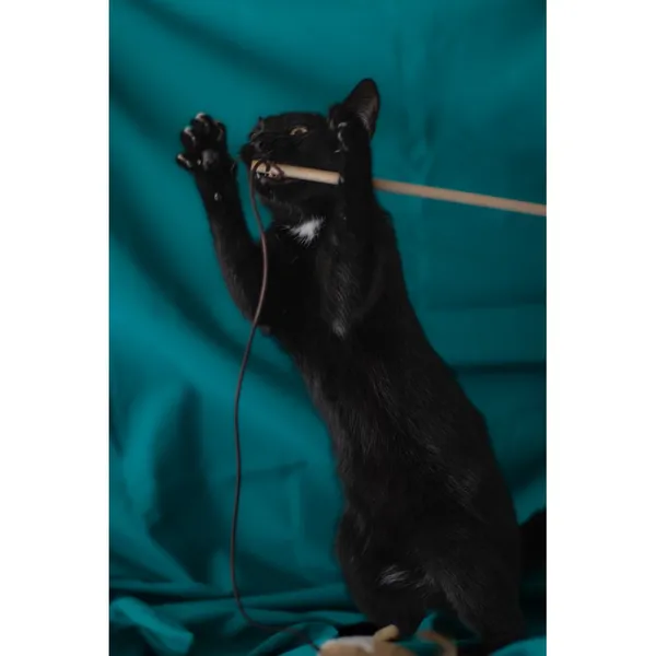 Znaleziono kota, Białystok, 30 czerwca 2024 (4/5)