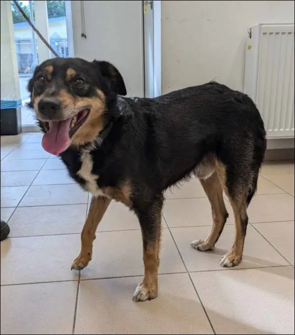 Znaleziono psa, Grudziądz, 25 lipca 2024