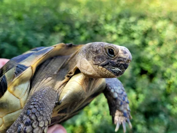 Znaleziono zwierzę, Lublin, 24 lipca 2024