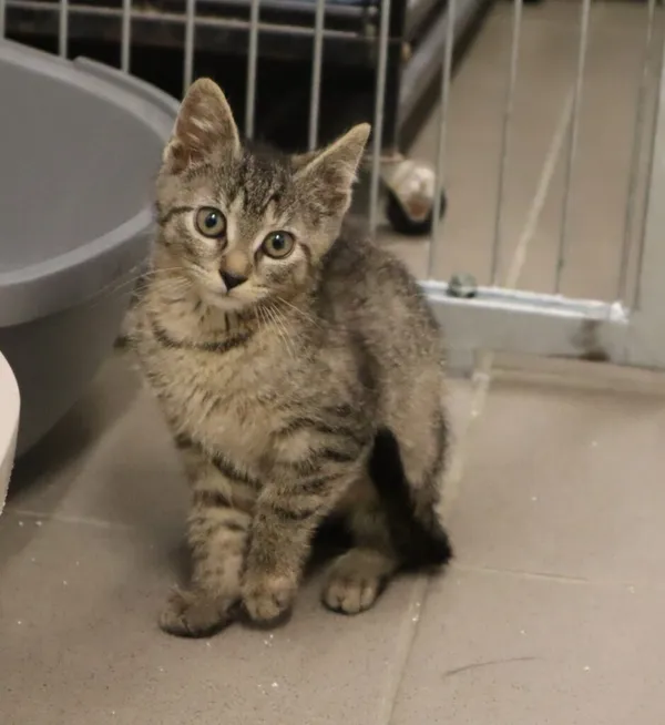 Kot do adopcji, Częstochowa, 4 czerwca 2024 (4/5)