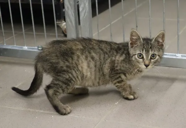 Kot do adopcji, Częstochowa, 4 czerwca 2024 (5/5)