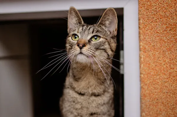 Kot do adopcji, Częstochowa, 4 czerwca 2024 (1/5)