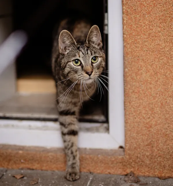 Kot do adopcji, Częstochowa, 4 czerwca 2024 (2/5)