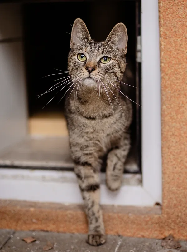 Kot do adopcji, Częstochowa, 4 czerwca 2024 (3/5)