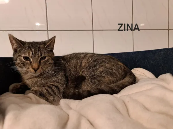 Kot do adopcji, Częstochowa, 4 czerwca 2024 (4/5)