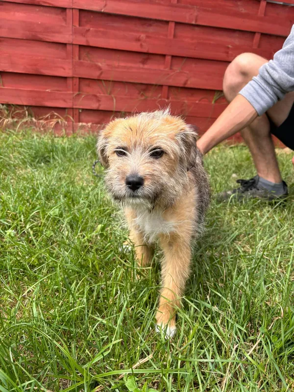 Znaleziono psa, Czartki, 25 lipca 2024