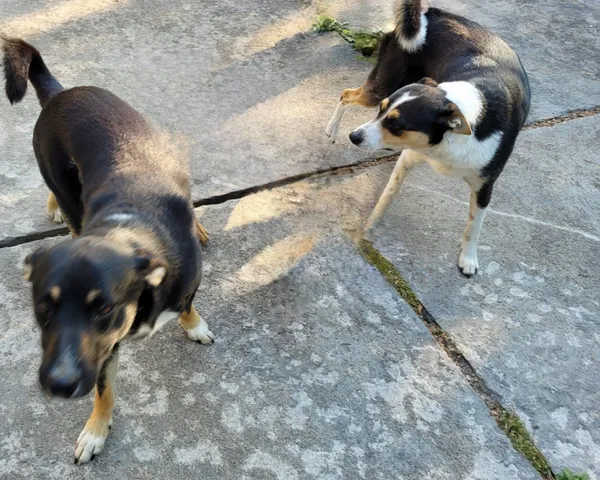 Znaleziono psa, Szadek, 25 lipca 2024