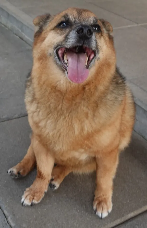 Znaleziono psa, Gdańsk, 25 lipca 2024