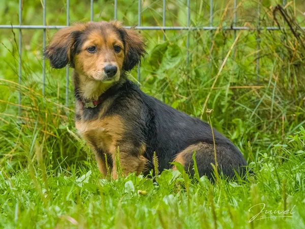 Pies do adopcji, Sopot, 25 lipca 2024 (2/5)