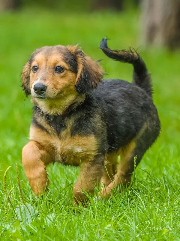 Pies do adopcji, Sopot, 25 lipca 2024 (5/5)