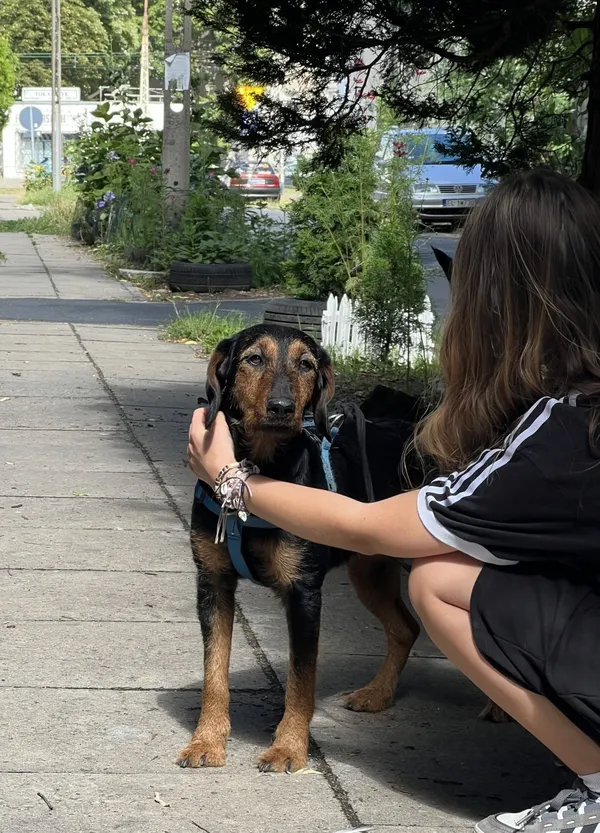 Znaleziono psa, Łódź, 25 lipca 2024