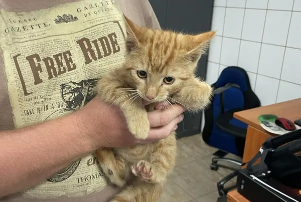 Znaleziono kota, Toruń, 24 lipca 2024