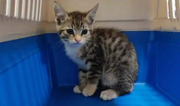 Znaleziono kota, Toruń, 24 lipca 2024