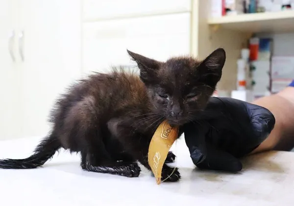 Znaleziono kota, Łódź, 25 lipca 2024 (1/4)