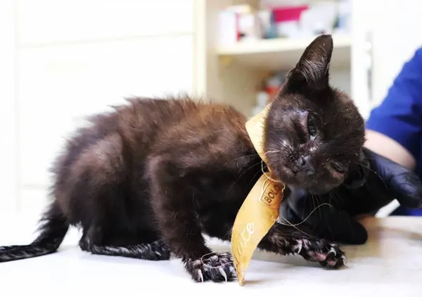 Znaleziono kota, Łódź, 25 lipca 2024 (2/4)