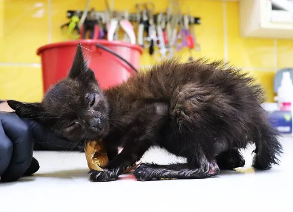 Znaleziono kota, Łódź, 25 lipca 2024 (3/4)