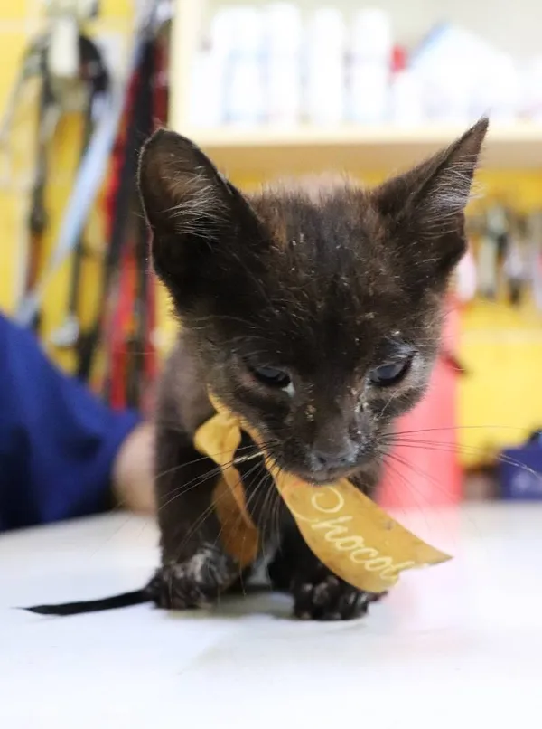 Znaleziono kota, Łódź, 25 lipca 2024 (4/4)