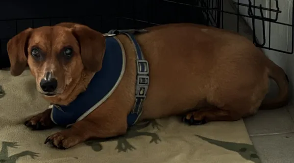 Znaleziono psa, Lublin, 25 lipca 2024